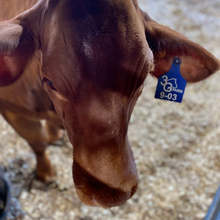 Load image into Gallery viewer, Engraved Ritchey Universal Dual Colored Large Cow Ear Tag
